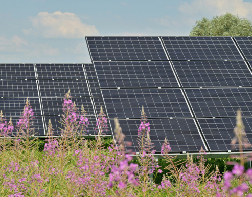 Solar pannels in a field